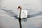 Swan. Beautiful swan on the water. Beautiful bird