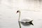 Swan. Beautiful swan on the water. Beautiful bird