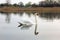 Swan. Beautiful swan on the water. Beautiful bird