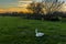 A swan beds down on the river meadow of the river Stour at sunset on the edge of Sudbury, Suffolk