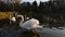 Swan bird in the pond
