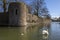 Swan at The Bishops Palace in Wells, Somerset