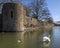 Swan at The Bishops Palace in Wells, Somerset