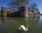 Swan at The Bishops Palace in Wells, Somerset