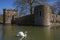 Swan at The Bishops Palace in Wells, Somerset