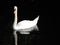 Swan with black background