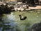 Swan, Black, Beauty, Pond, Swimming, Sunny day