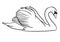 Swan. Black and white vector illustration of a swan.