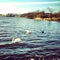 Swan blackswan ireland lake nature