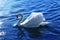 Swan blue lake