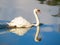 Swan on blue lake water or pond with reflex shadow