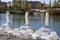 Swan Boats