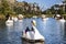 Swan Boats on Dark Lake Gramado Brazil