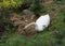 Swan breeds in his nest photo