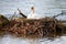 swan building its own nest in the water with trees and twigs