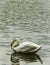 Swan calmly swims with reflection in river