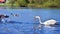 Swan chases a goose