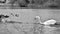 Swan chases a goose in black and white