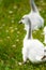 Swan chick in a green meadow