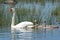 Swan with chicks