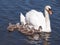 Swan with chicks