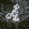 Swan chicks in early spring