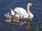 Swan with chicks on the water