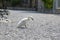 Swan child walking on stony path