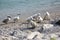 Swan children on Lago di Garda lake, Italy, happy bird family