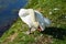 Swan cleaning feathers, romantic elegant image