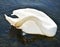 Swan cleaning wings. Beautiful pure portrait agains water