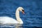 Swan on a clear deep blue river reflection