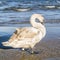 Swan in the colors of juveniles.