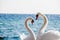 Swan couple