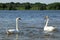 Swan couple of birds resting on the lake