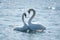 Swan couple in courtship