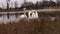 Swan couple in lake