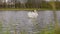 Swan couple with street traffic cars on the background in small city park pond