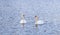 Swan couple swim together in peaceful tranquil lake with horizon line at winter morning, Europe