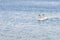 Swan couple swim together in peaceful tranquil lake with horizon line at winter morning, Europe