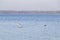 Swan couple swim together in peaceful tranquil lake with horizon line at winter morning, Europe