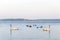 Swan couple swim together in peaceful tranquil lake with horizon line at winter morning, Europe