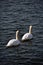 Swan couple swimming around in East Boston