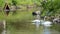 Swan couple swimming in the pond. Their heads and necks make a heart shape.