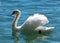 Swan in crystal clear water