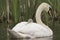 Swan and cygnet portrait