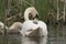 Swan and cygnet portrait