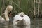 Swan and cygnet portrait