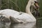 Swan and cygnet portrait