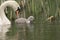 Swan and cygnet portrait